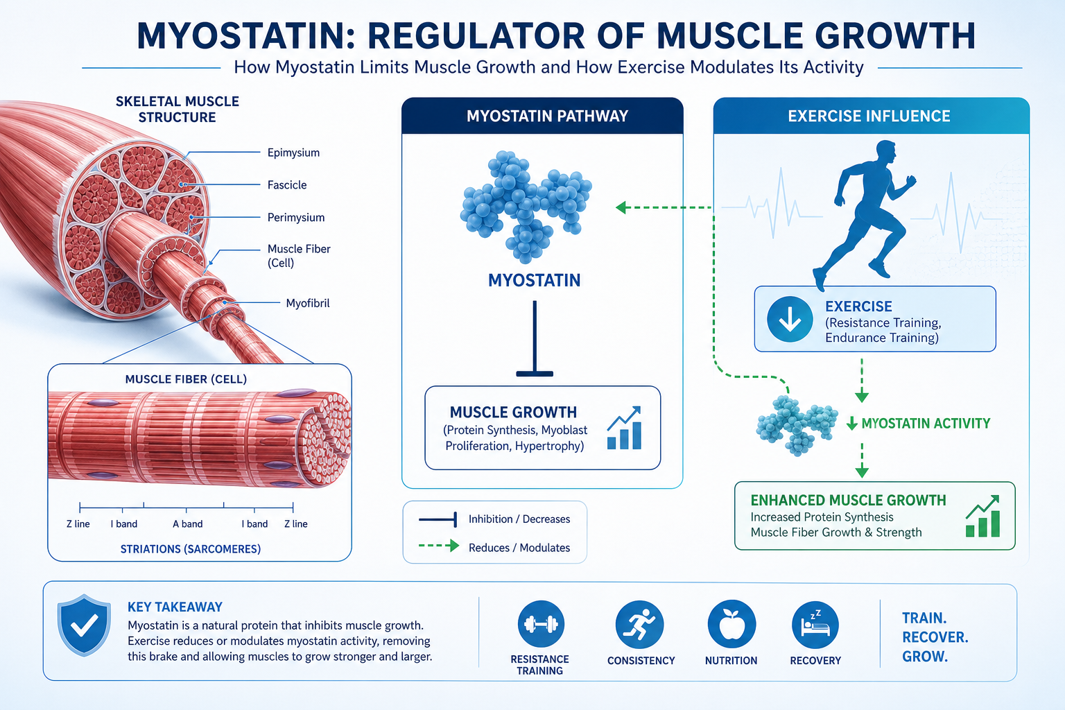 How to Lower Myostatin Safely with Exercise
